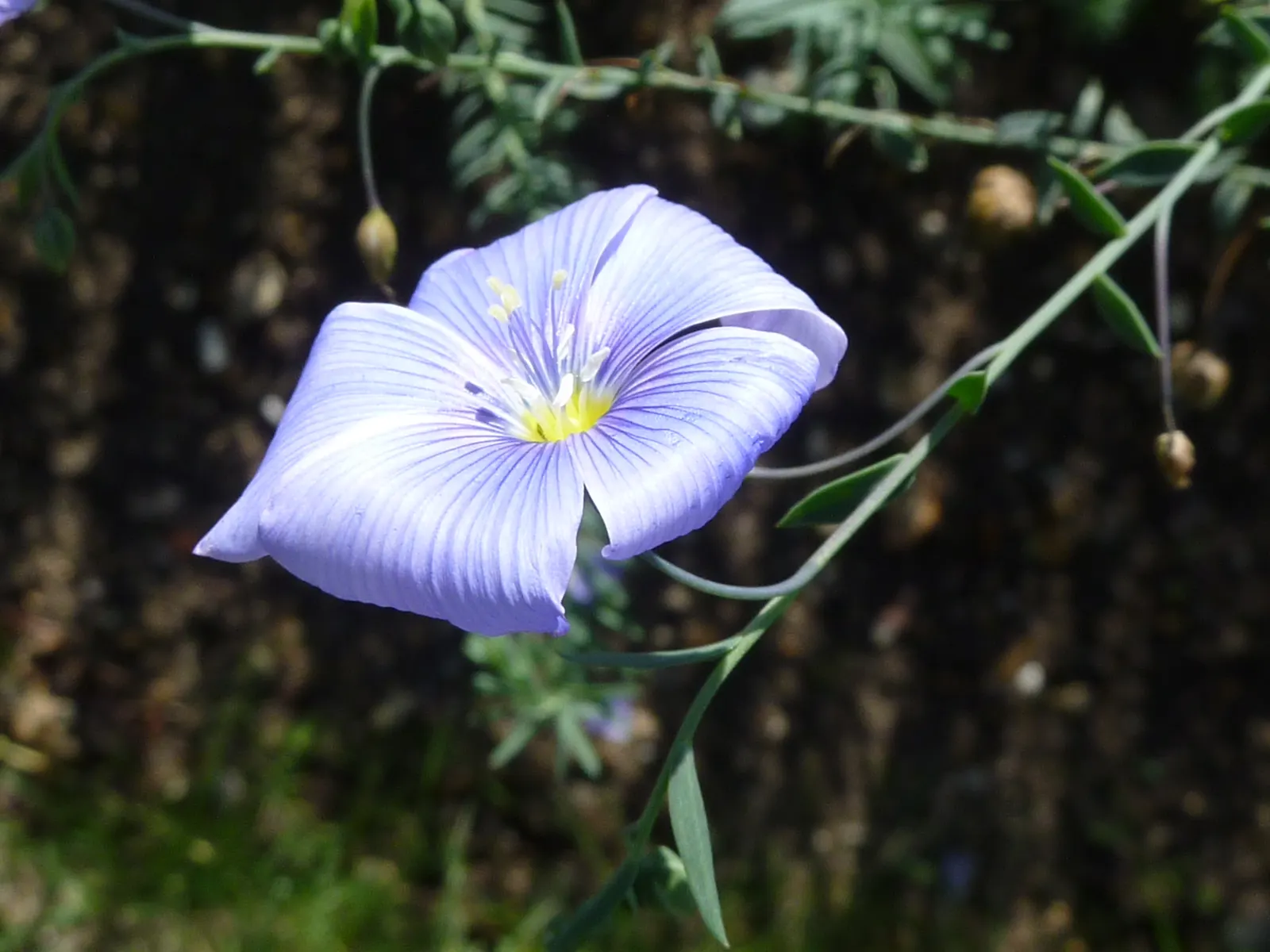 Western Blue Flax (Linum Perenne) — perennial with blue blooms