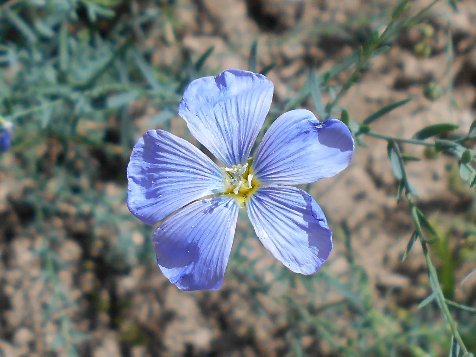 Western Blue Flax (Linum Perenne) — A member of the Linaceae family; each flower lasts just a day