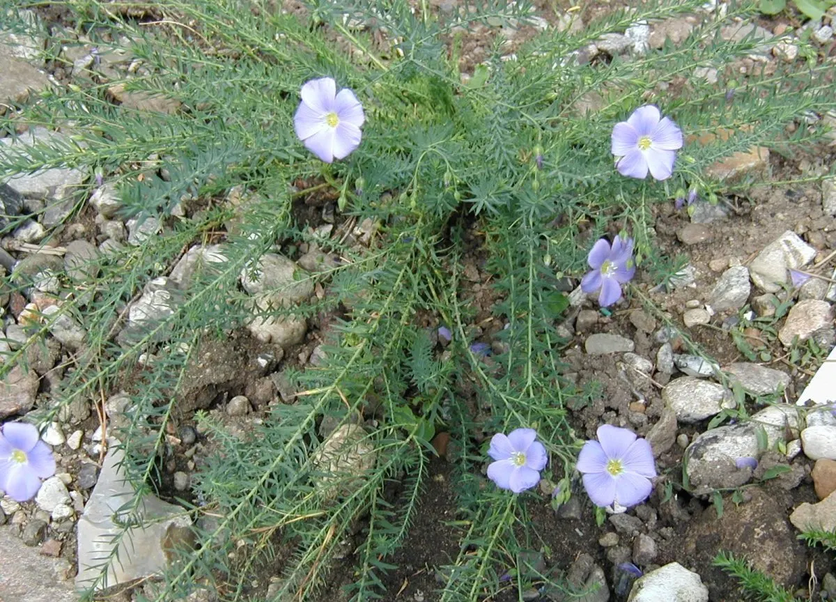 Western Blue Flax (Linum Perenne) — Starting in late spring and extending through early summer; perennial for full