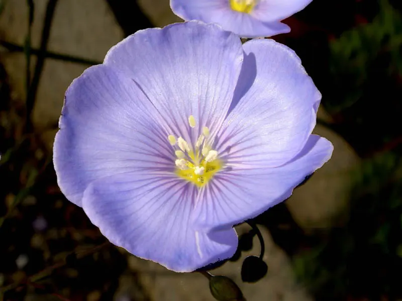 Western Blue Flax (Linum Perenne) — When designing a garden space