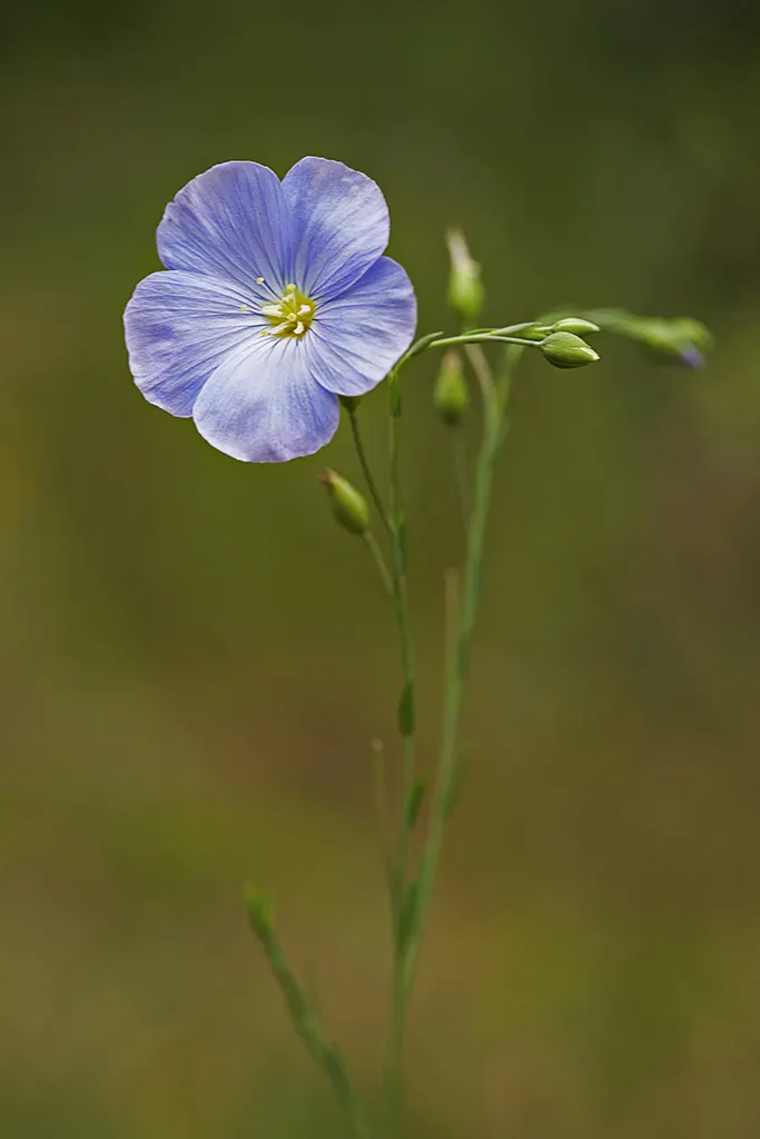 Western Blue Flax (Linum Perenne) — perennial for full; when designing a garden space