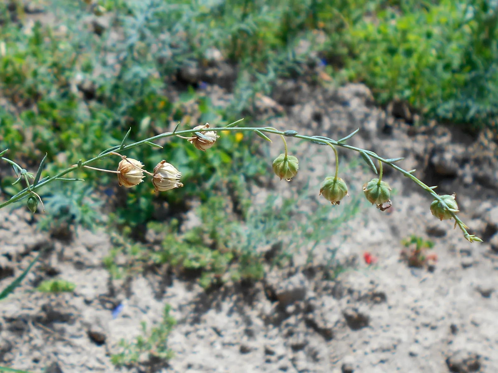 Western Blue Flax (Linum Perenne) — A member of the Linaceae family