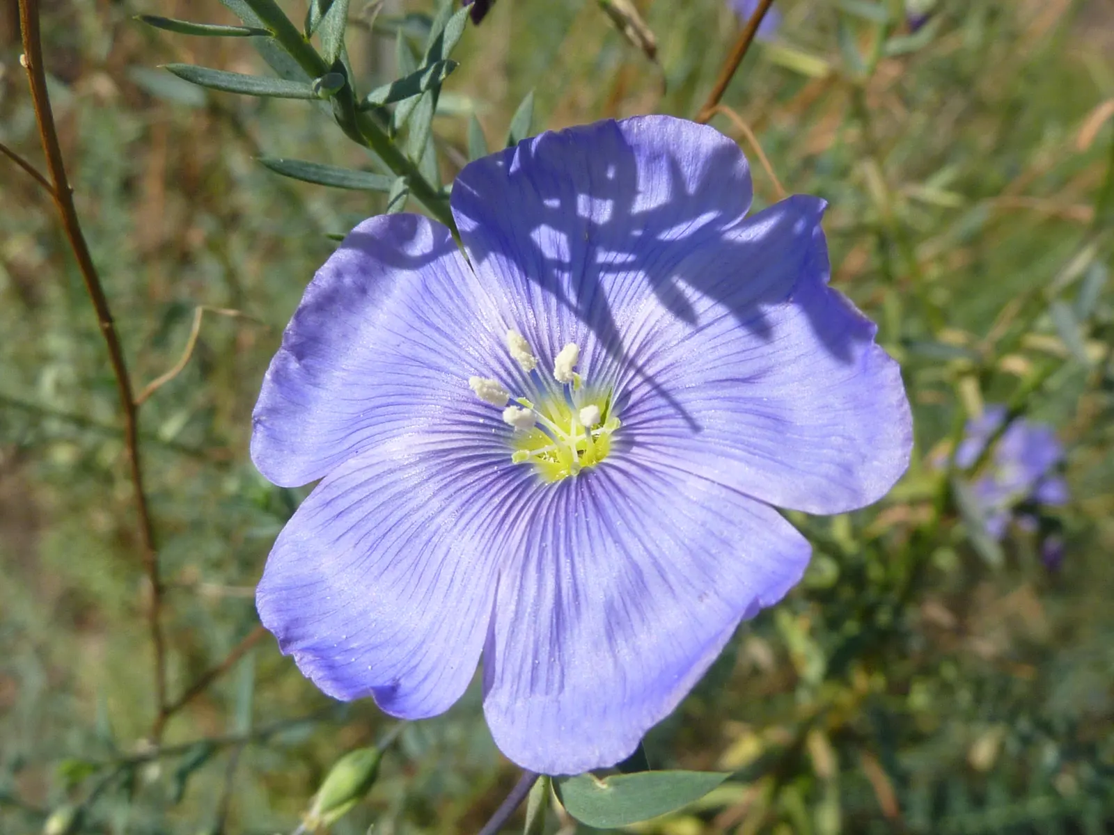 Western Blue Flax (Linum Perenne) — Hardy in zones 5-9, this flax's blooms last one day but are profuse from late spring to early summer; starting in late