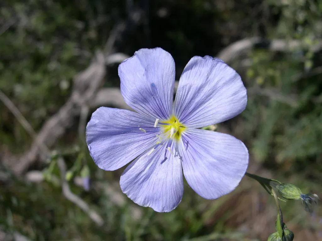 Western Blue Flax (Linum Perenne) — Linum perenne thrives in full sun exposure and prefers well-drained soil conditions