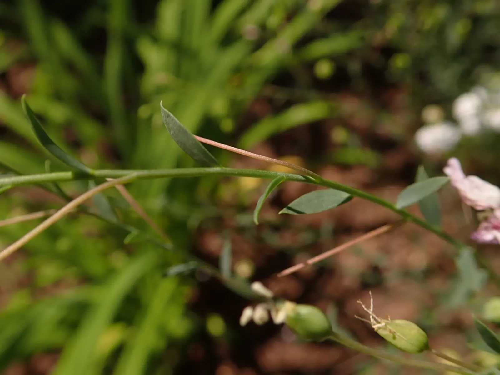 Western Blue Flax (Linum Perenne) — blue flowers in the garden