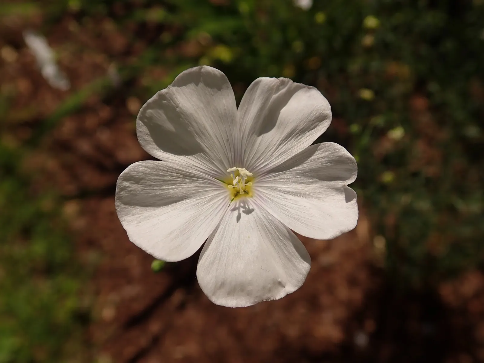 Western Blue Flax (Linum Perenne) — lance-shaped leaves that are a grayish-green in hue; scientifically known as Linum perenne