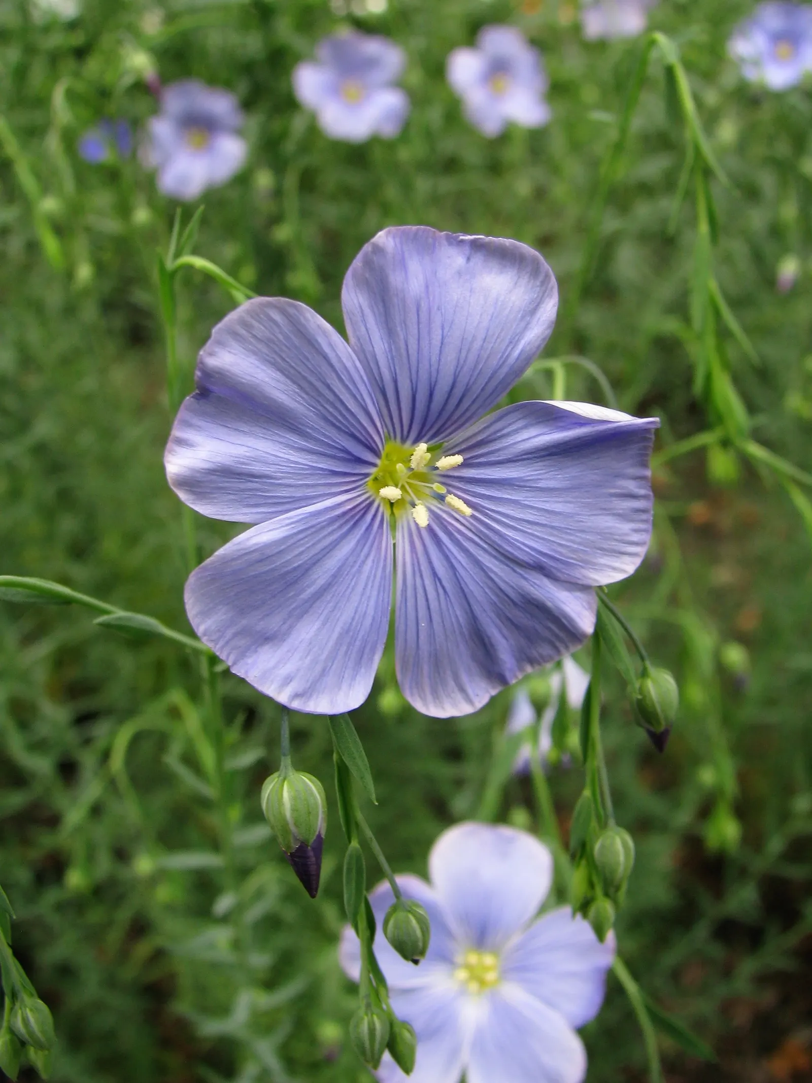 Western Blue Flax (Linum Perenne) — When designing a garden space; reaching heights of 18‚Äì24 inches