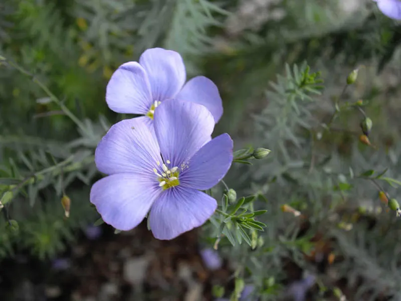 Western Blue Flax (Linum Perenne) — The foliage consists of fine; western Blue Flax (Linum perenne) is a perennial with striking