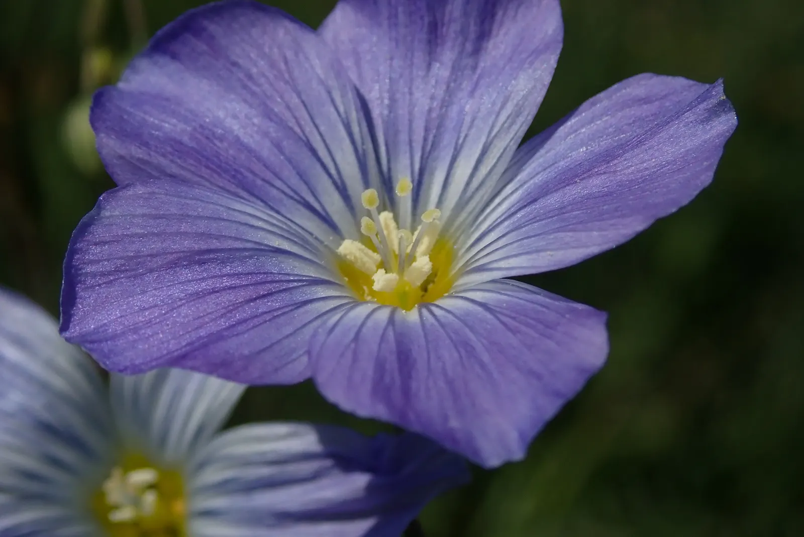 Western Blue Flax (Linum Perenne) — lending an airy texture to borders