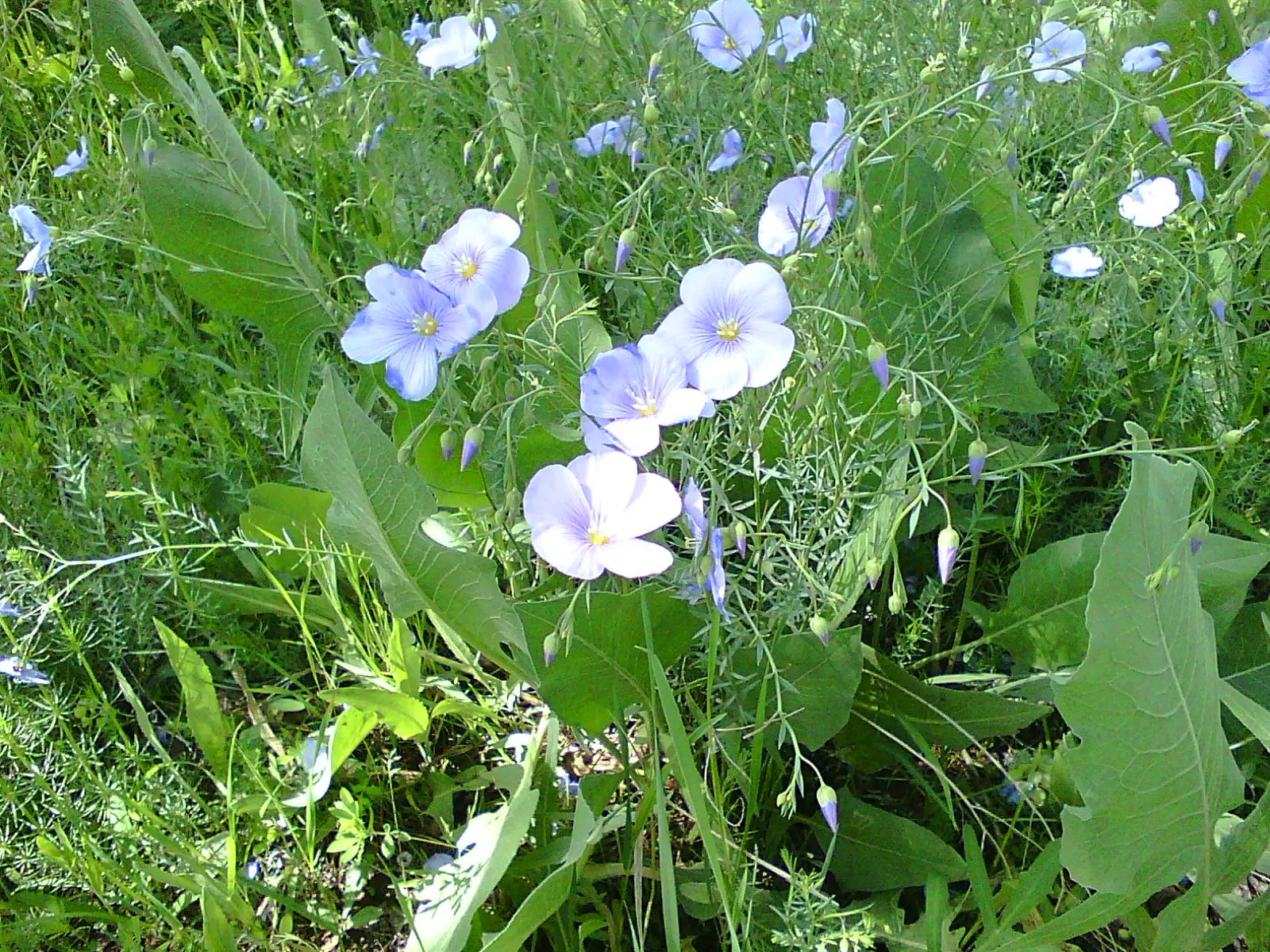 Western Blue Flax (Linum Perenne) — blue flowers in the garden; a member of the Linaceae family