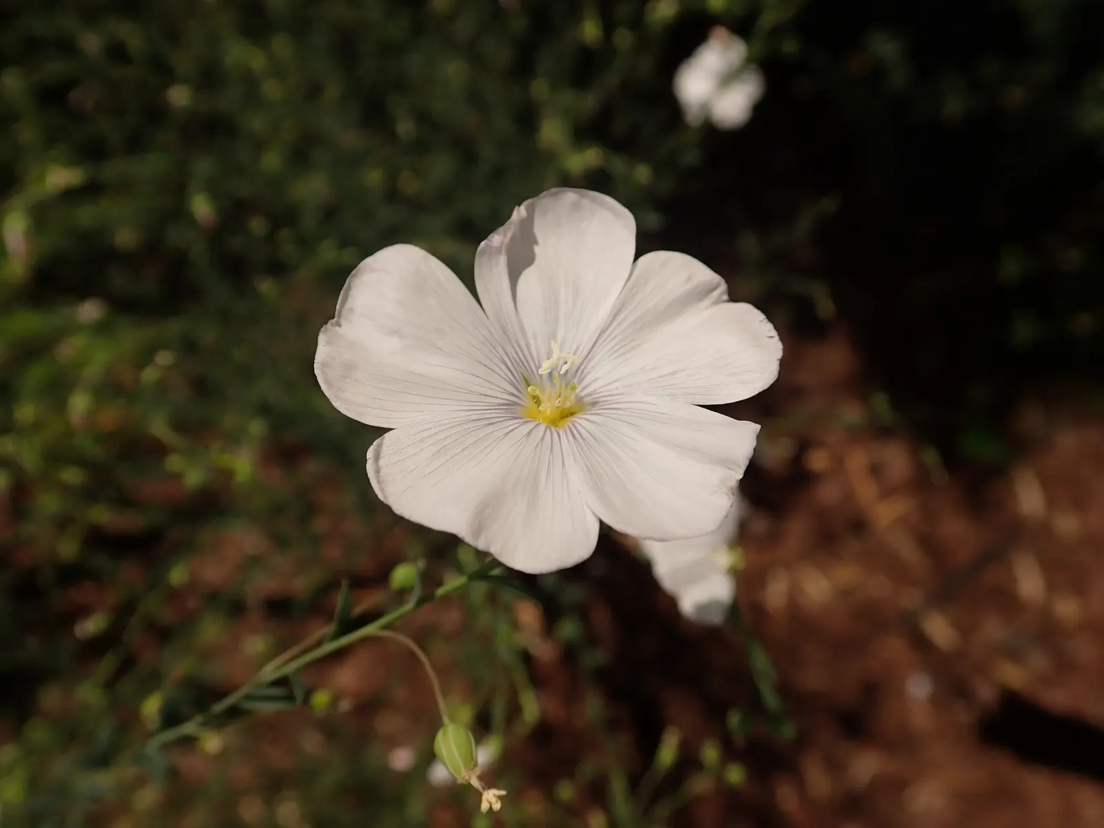 Western Blue Flax (Linum Perenne) — it boasts slender stems growing to an average height of 18 to 30 inches; it's quite drought-tolerant once established