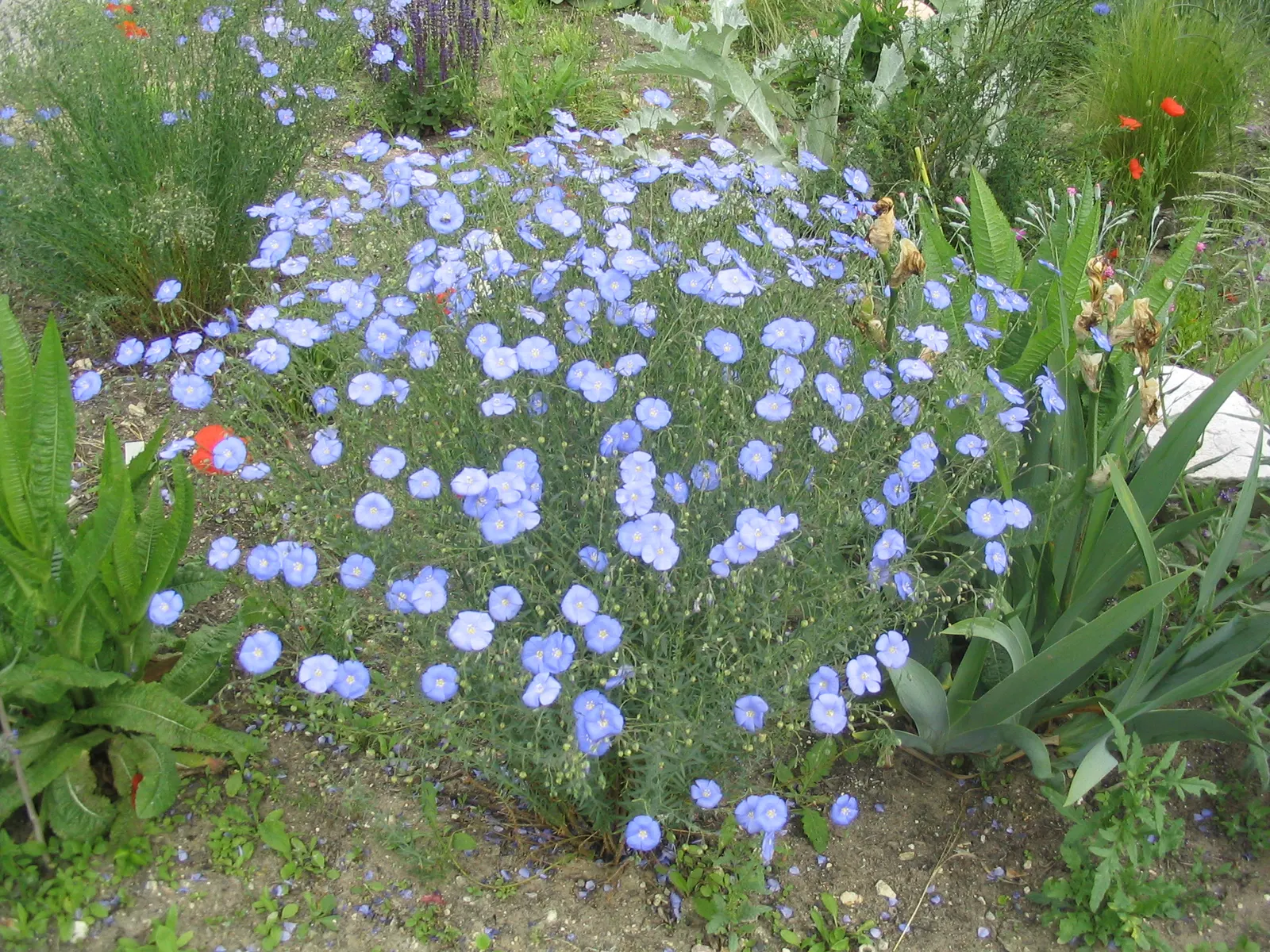 Western Blue Flax (Linum Perenne) — Hardy in zones 5-9, this flax's blooms last one day but are profuse from late spring to early summer