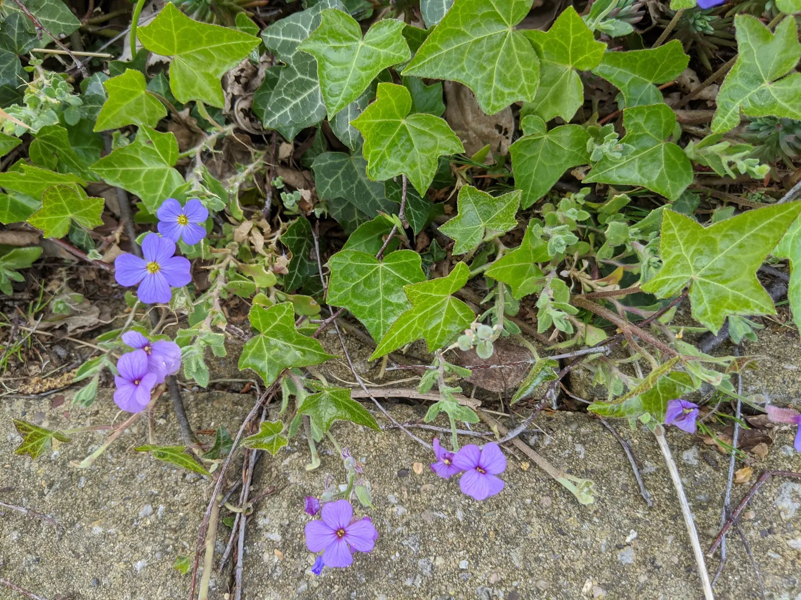 Western Blue Flax (Linum Perenne) — The foliage consists of fine