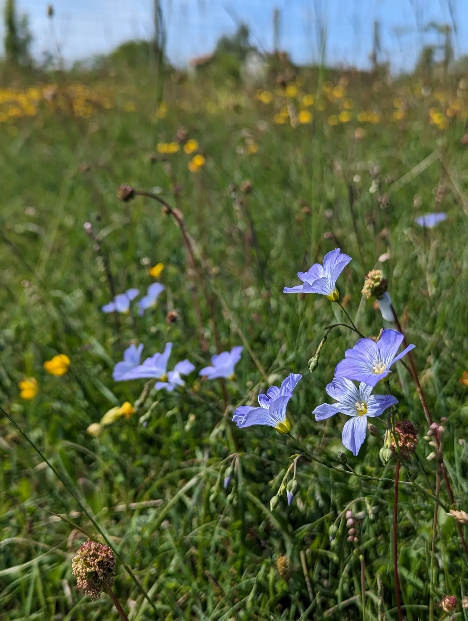 Western Blue Flax (Linum Perenne) — but the plant continues to produce blossoms profusely, image 41