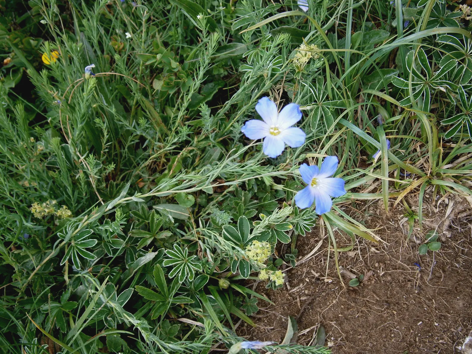 Western Blue Flax (Linum Perenne) — is a perennial flowering plant that brings a delicate and charming touch to any landscape design; hardy in zones 5-9, this