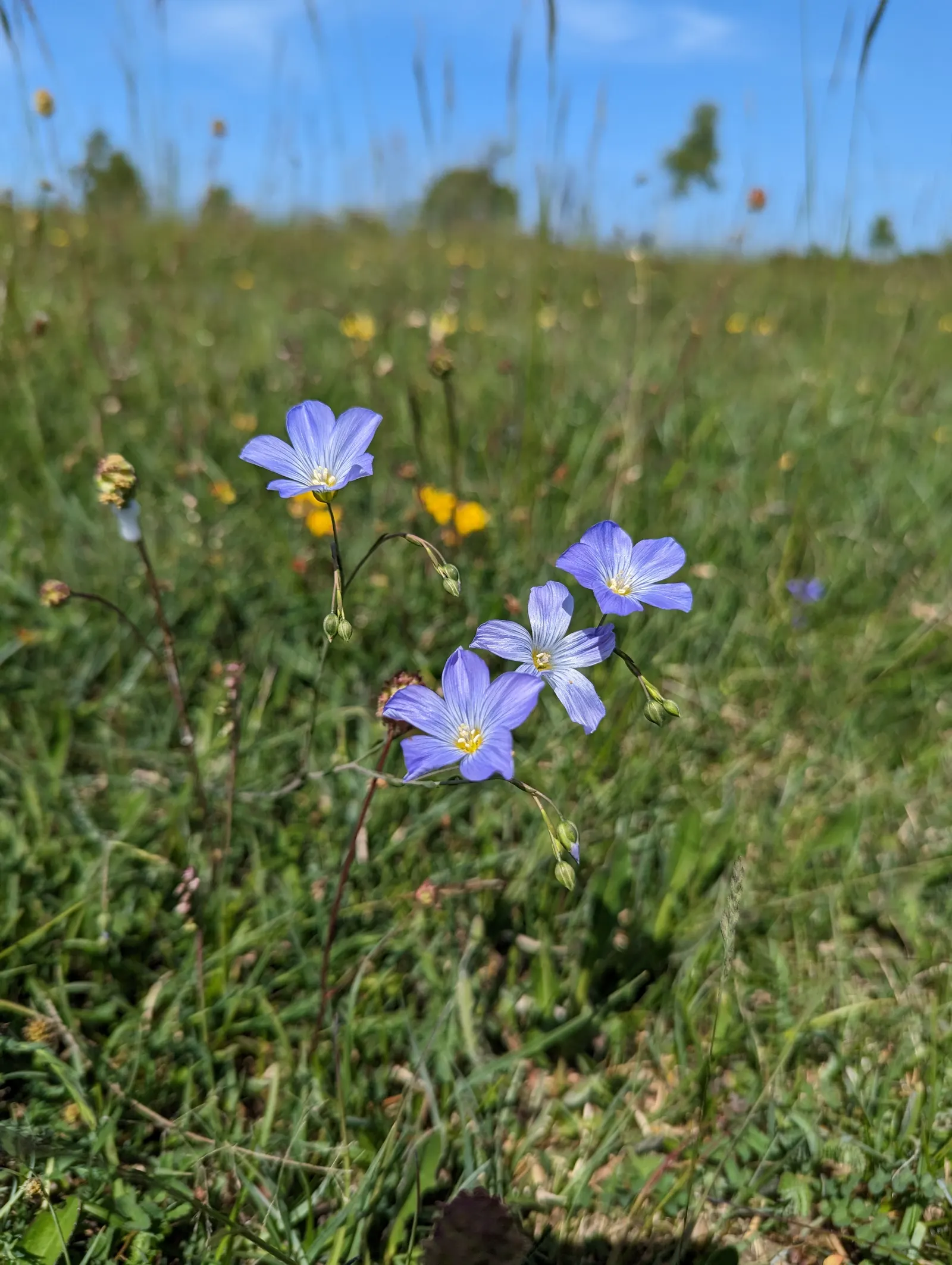 Western Blue Flax (Linum Perenne) — it's not only a visual draw but also supports local biodiversity, image 50