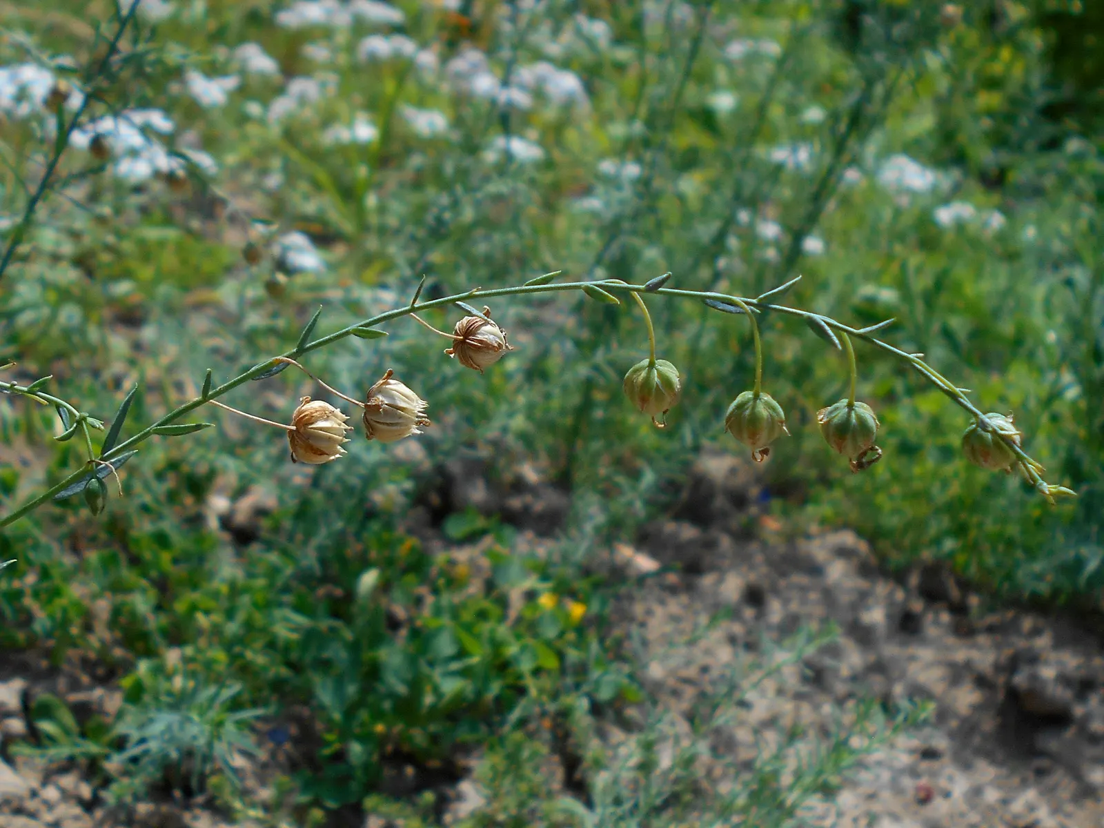 Western Blue Flax (Linum Perenne) — providing a prolonged display of color