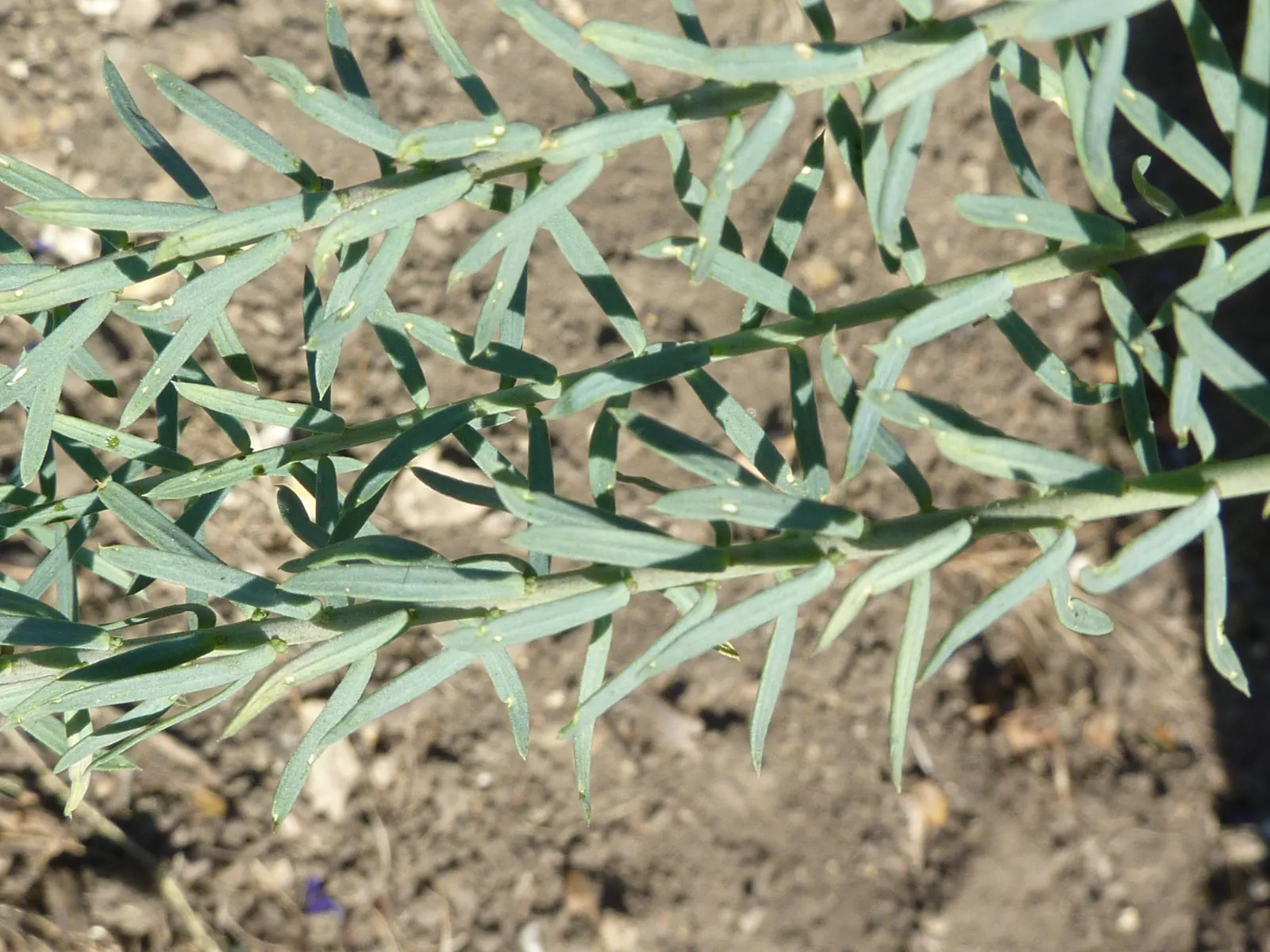 Western Blue Flax (Linum Perenne) — reaching heights of 18‚Äì24 inches; creating a subtle backdrop for the blooms.<br><br>Hardy in USDA zones 5, image 57