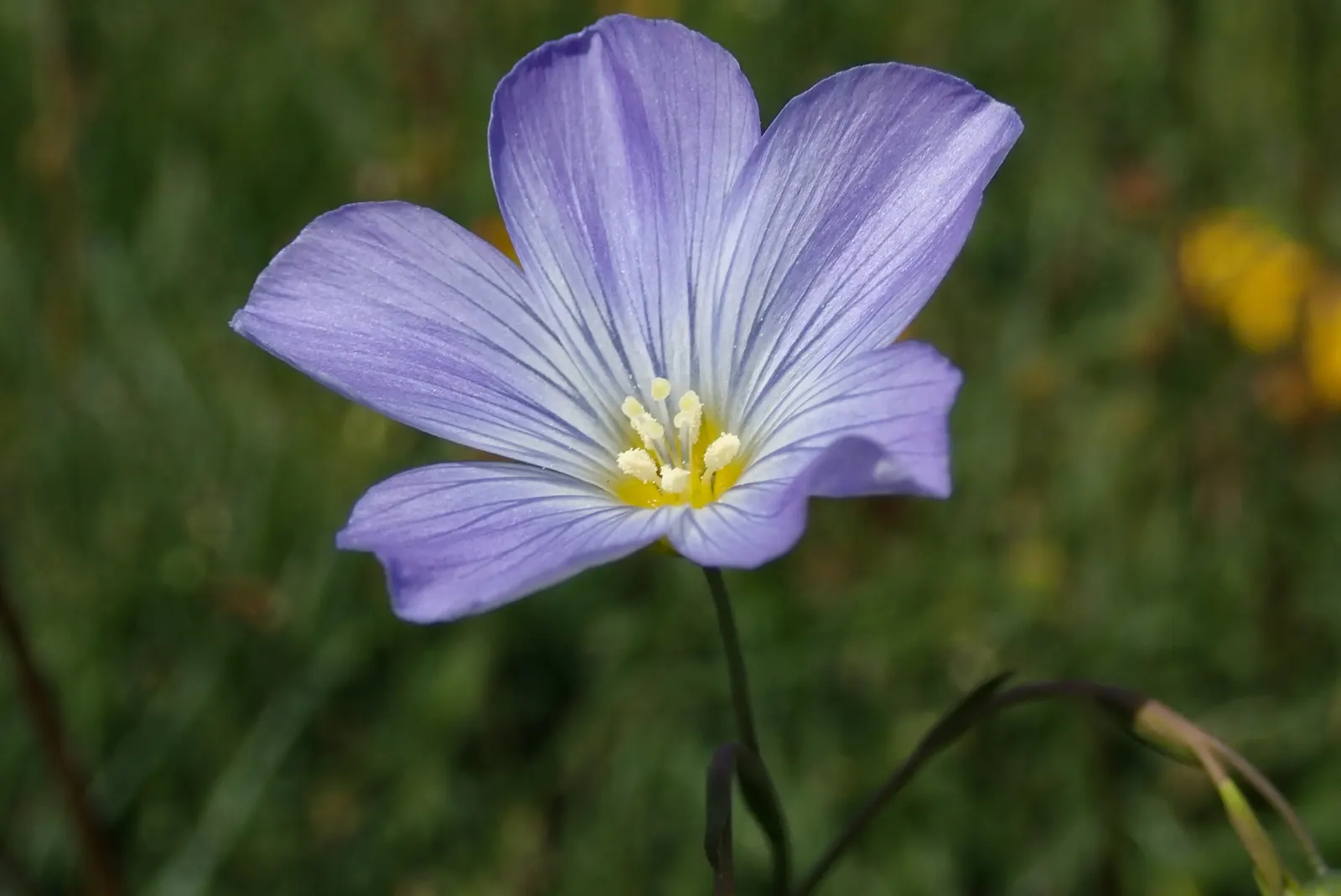 Western Blue Flax (Linum Perenne) — it boasts slender stems growing to an average height of 18 to 30 inches