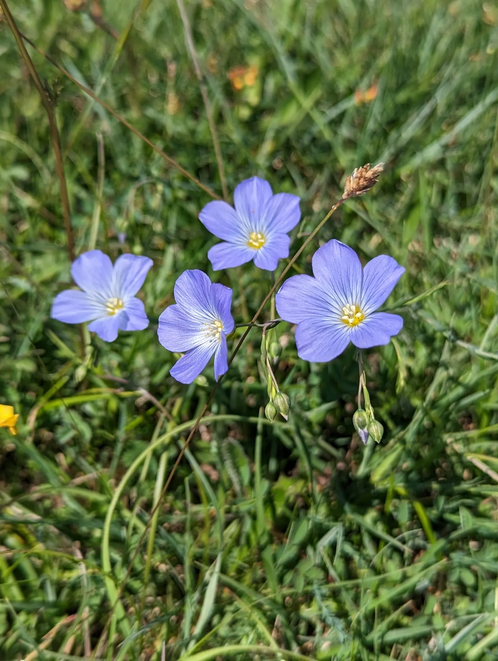 Western Blue Flax (Linum Perenne) — Western Blue Flax (Linum perenne) is a perennial with striking; drought-tolerant and thriving in full sun, image 55