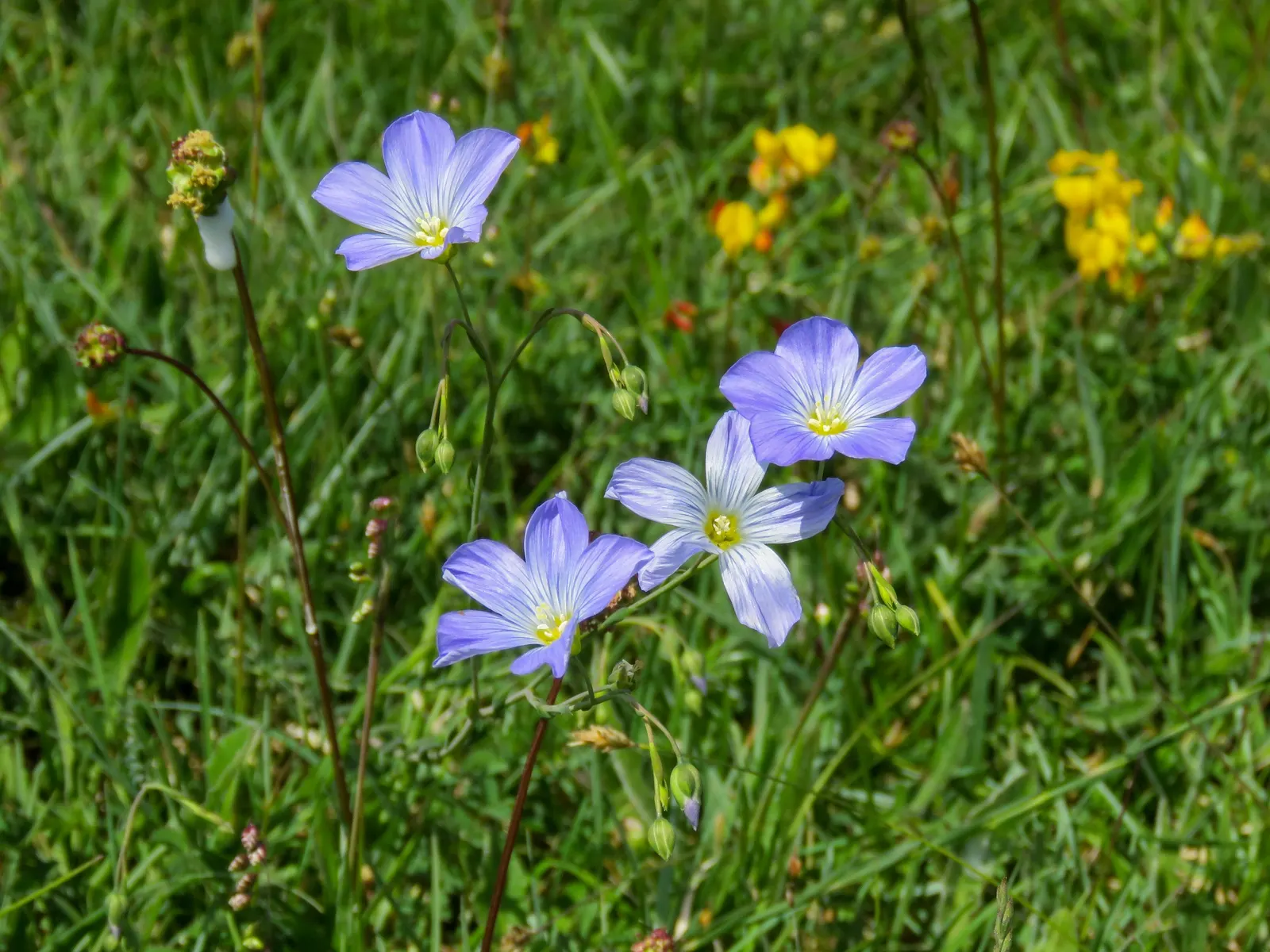Western Blue Flax (Linum Perenne) — each flower lasts just a day
