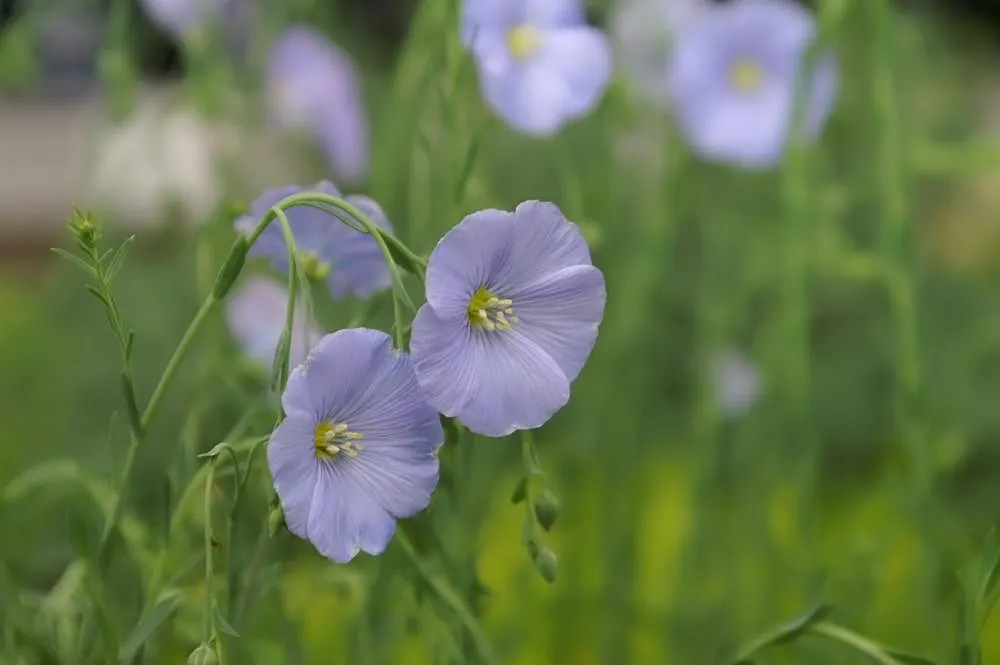 Western Blue Flax (Linum Perenne) — Drought-tolerant and thriving in full sun; blue flowers in the garden