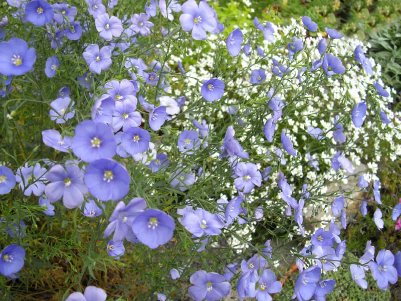 Western Blue Flax (Linum Perenne) — Western Blue Flax (Linum perenne) is a perennial with striking; drought-tolerant and thriving in full sun