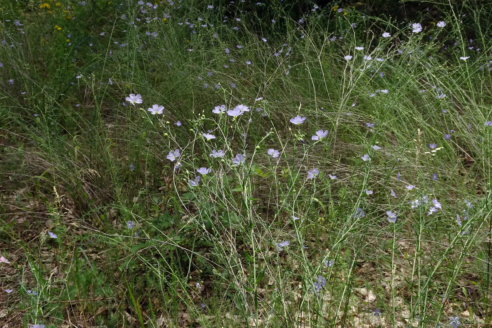 Western Blue Flax (Linum Perenne) — perennial with blue blooms; lance-shaped leaves that are a grayish-green in hue