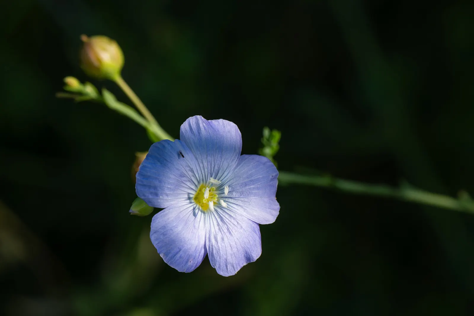 Western Blue Flax (Linum Perenne) — Drought-tolerant and thriving in full sun; blue flowers in the garden, image 58