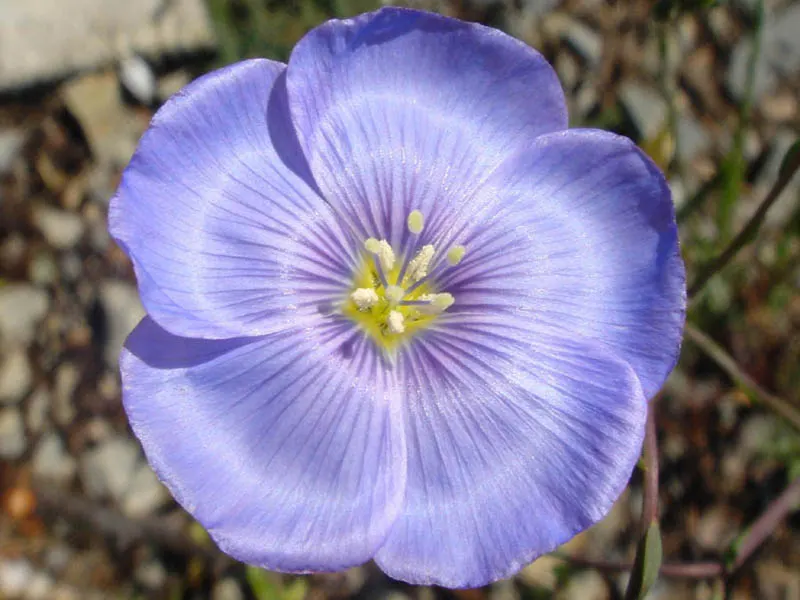 Western Blue Flax (Linum Perenne) — with a spacing recommendation of about 12 to 18 inches apart