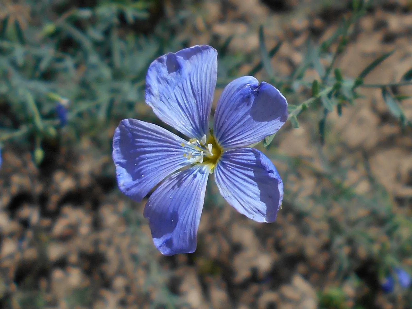 Western Blue Flax (Linum Perenne) — delicate sky-blue flowers on slender stems