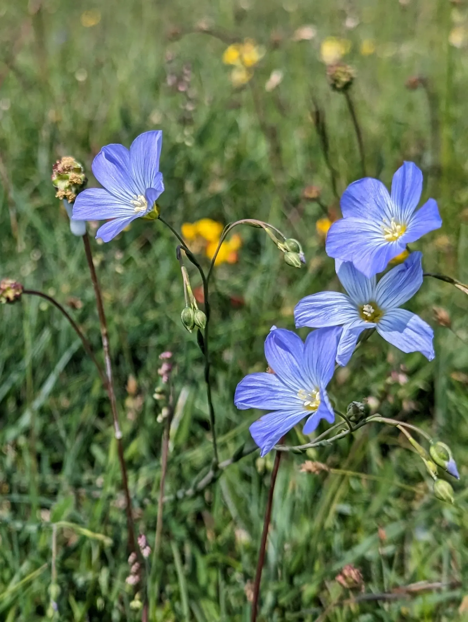 Western Blue Flax (Linum Perenne) — creating a subtle backdrop for the blooms.<br><br>Hardy in USDA zones 5 through 8; providing a prolonged display of color