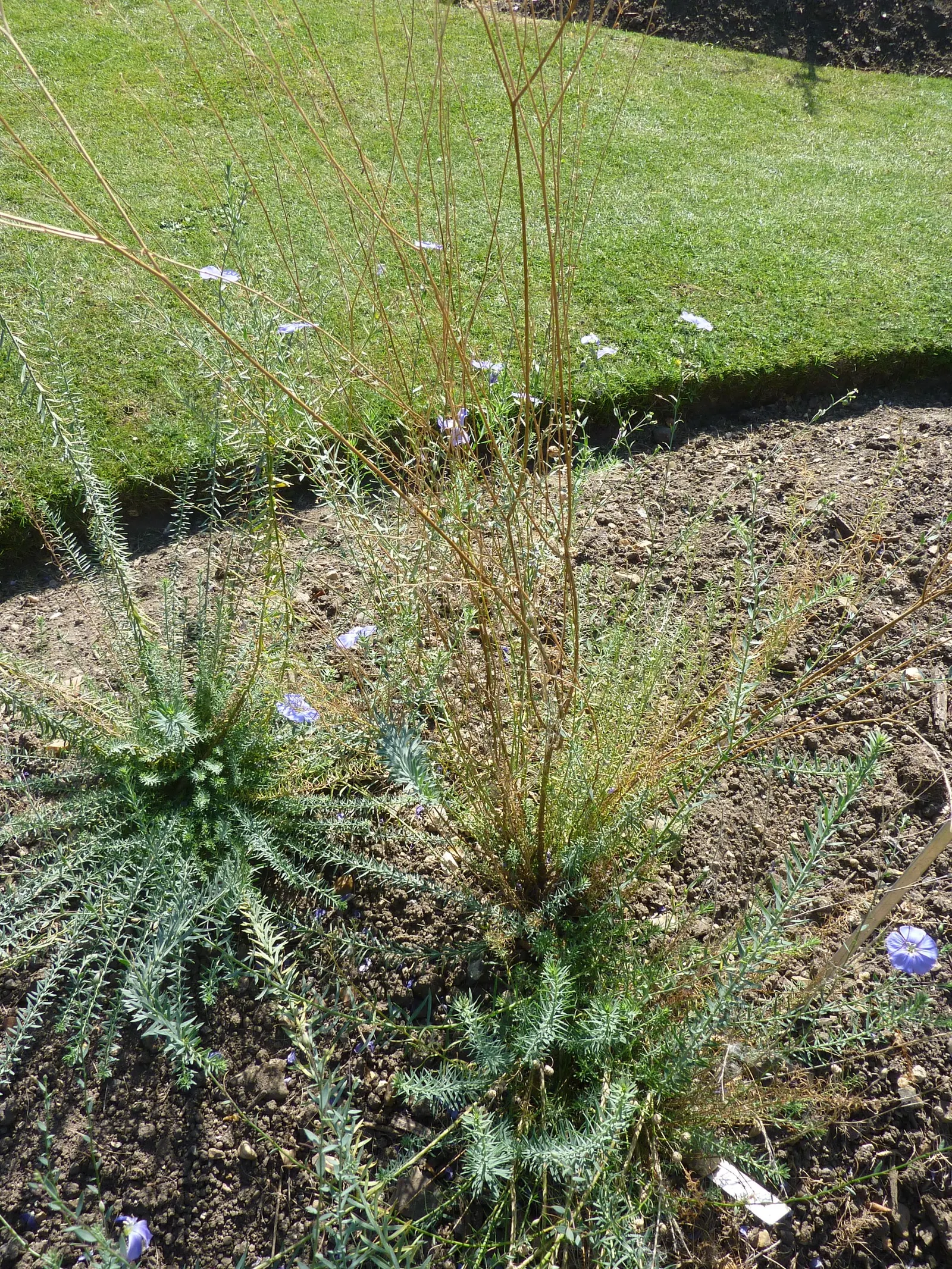 Western Blue Flax (Linum Perenne) — lance-shaped leaves that are a grayish-green in hue