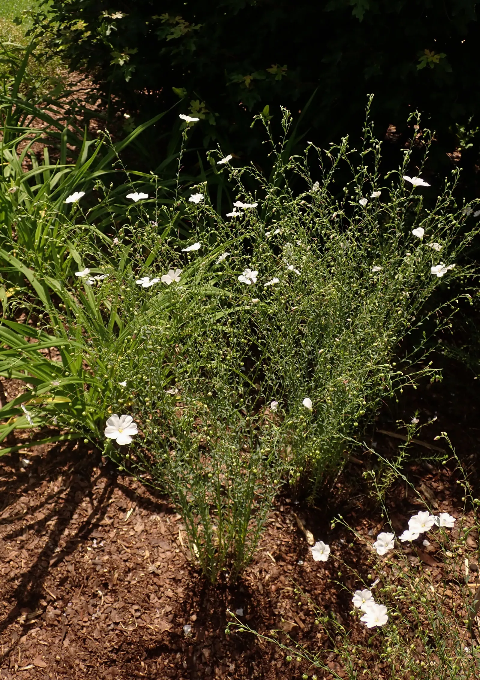 Western Blue Flax (Linum Perenne) — reaching heights of 18‚Äì24 inches; creating a subtle backdrop for the blooms.<br><br>Hardy in USDA zones 5 through 8