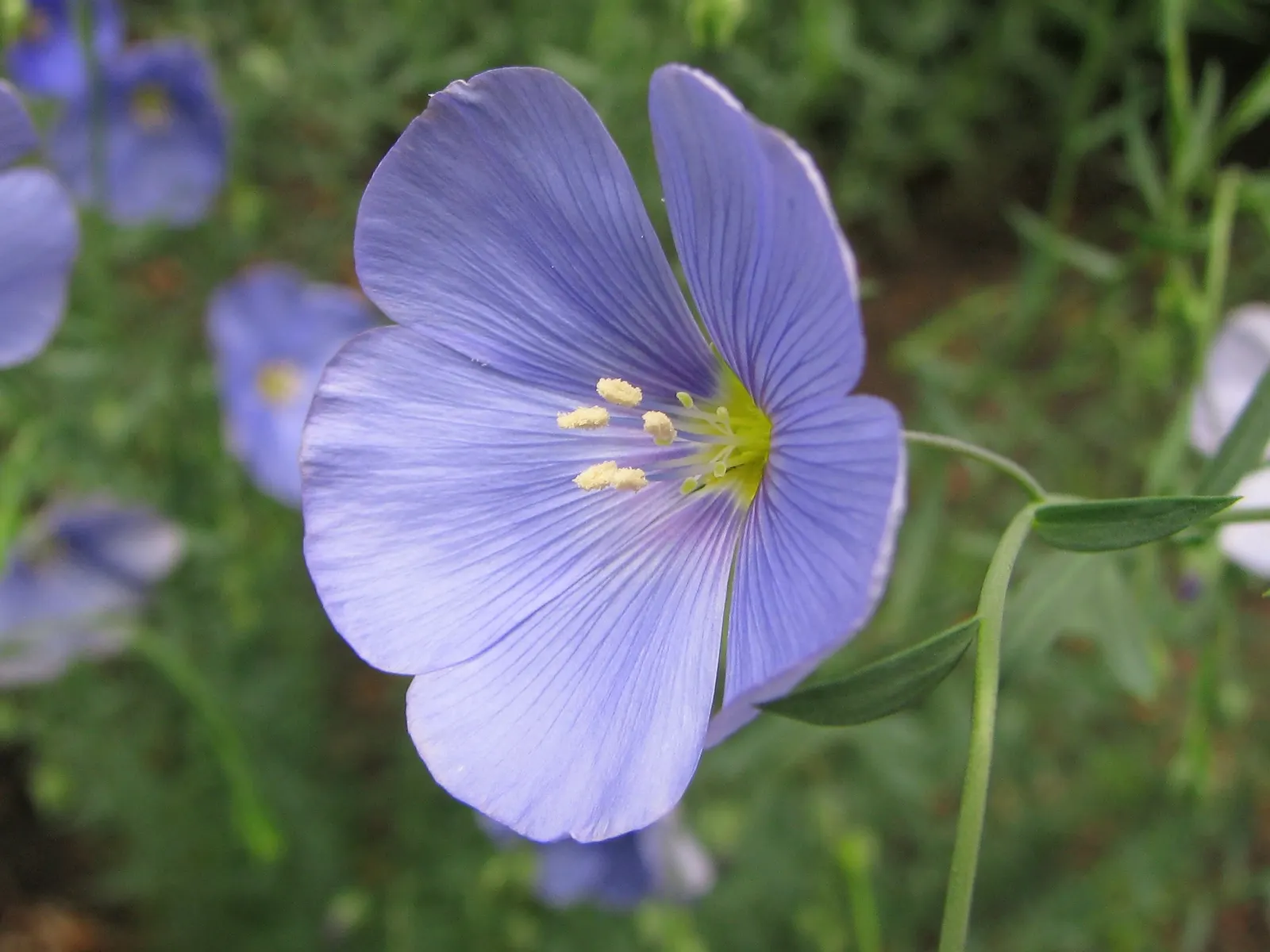 Western Blue Flax (Linum Perenne) — delicate sky-blue flowers on slender stems; it boasts slender stems growing to an average height of 18 to 30, image 56