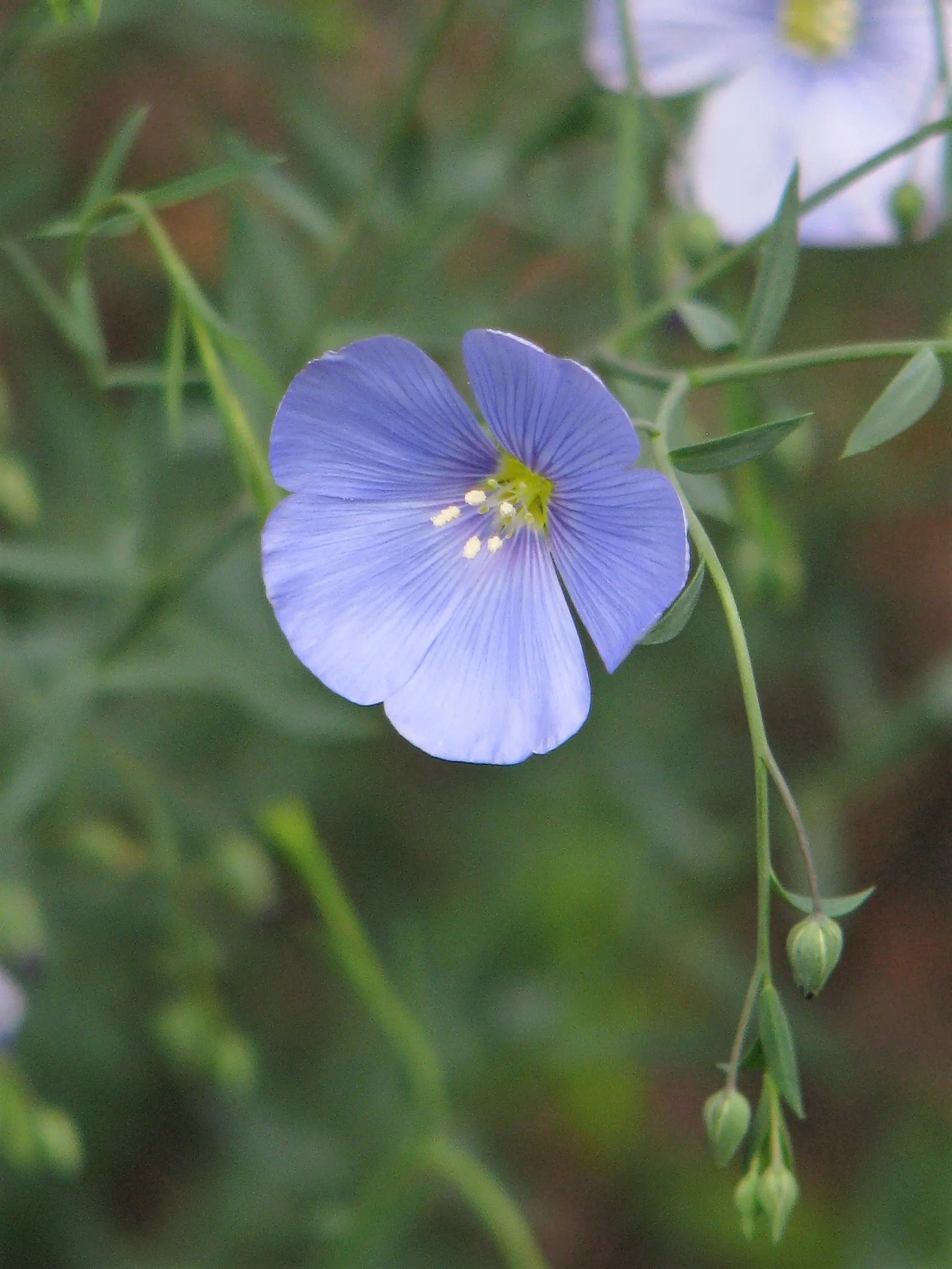 Western Blue Flax (Linum Perenne) — It's quite drought-tolerant once established; delicate sky-blue flowers on slender stems