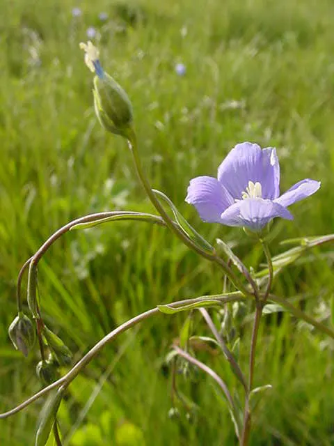 Western Blue Flax (Linum Perenne) — Starting in late spring and extending through early summer