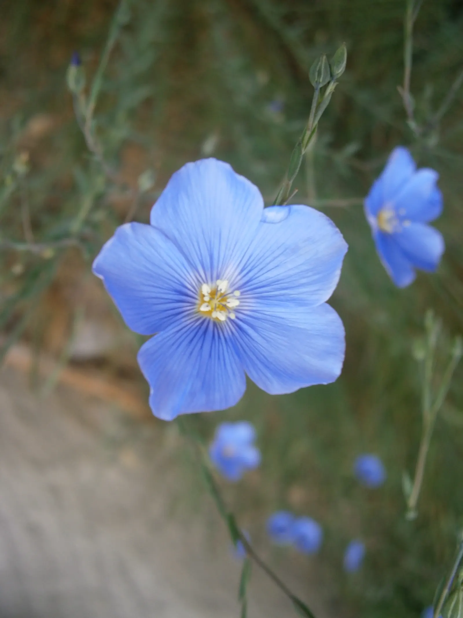 Western Blue Flax (Linum Perenne) — scientifically known as Linum perenne