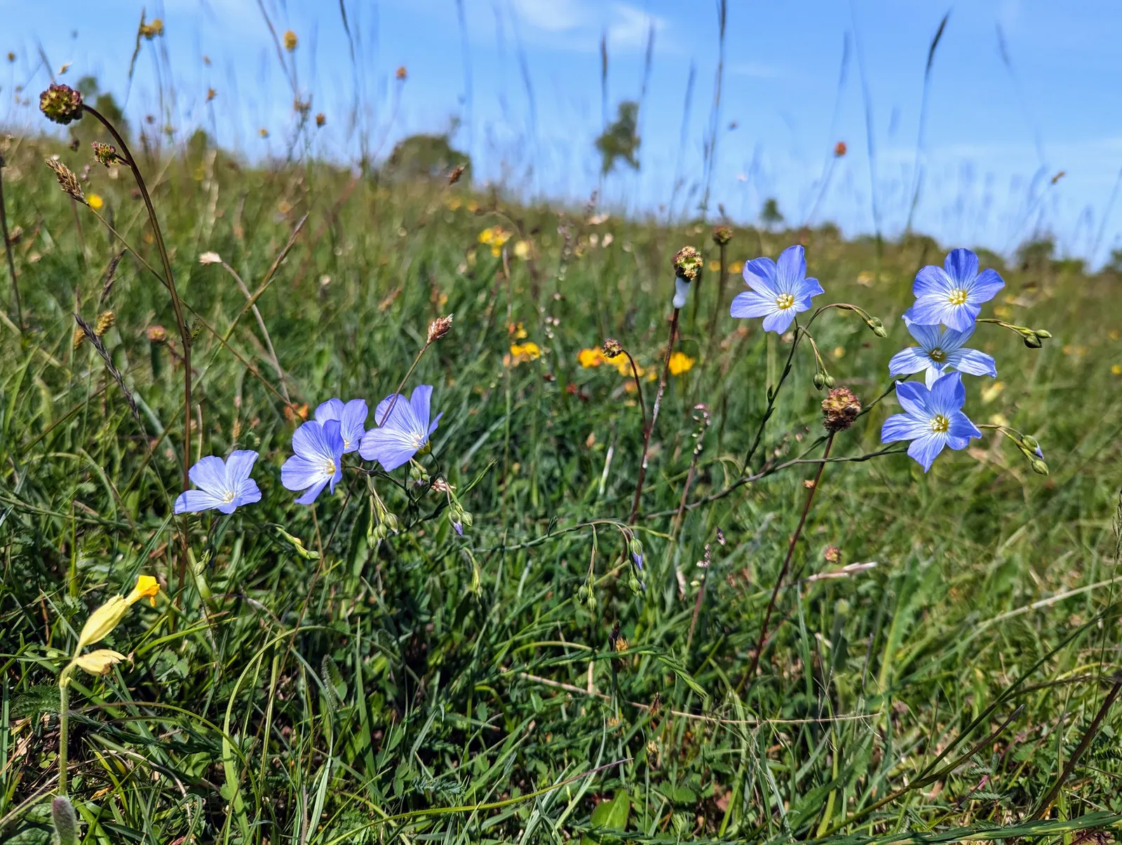 Western Blue Flax (Linum Perenne) — with a spacing recommendation of about 12 to 18 inches apart; the foliage consists of fine