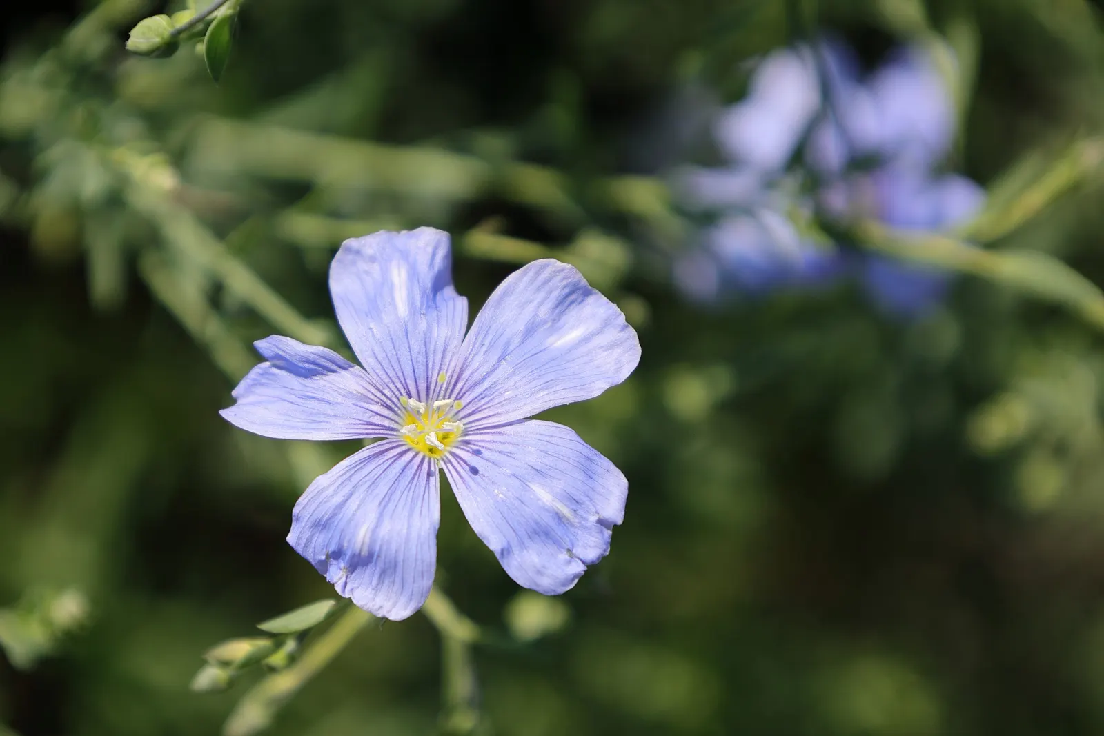 Western Blue Flax (Linum Perenne) — Hardy in zones 5-9, this flax's blooms last one day but are profuse from late spring to early summer; starting, image 60
