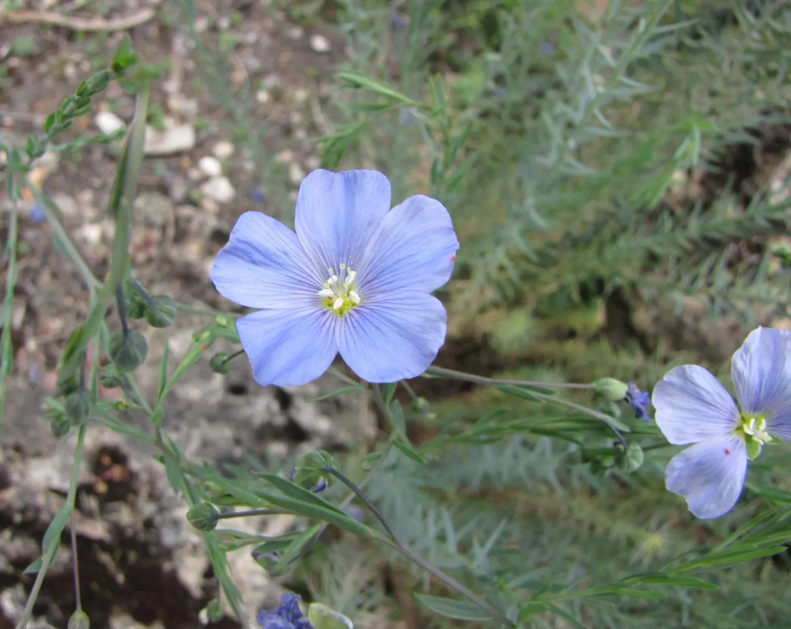 Western Blue Flax (Linum Perenne) — Drought-tolerant and thriving in full sun