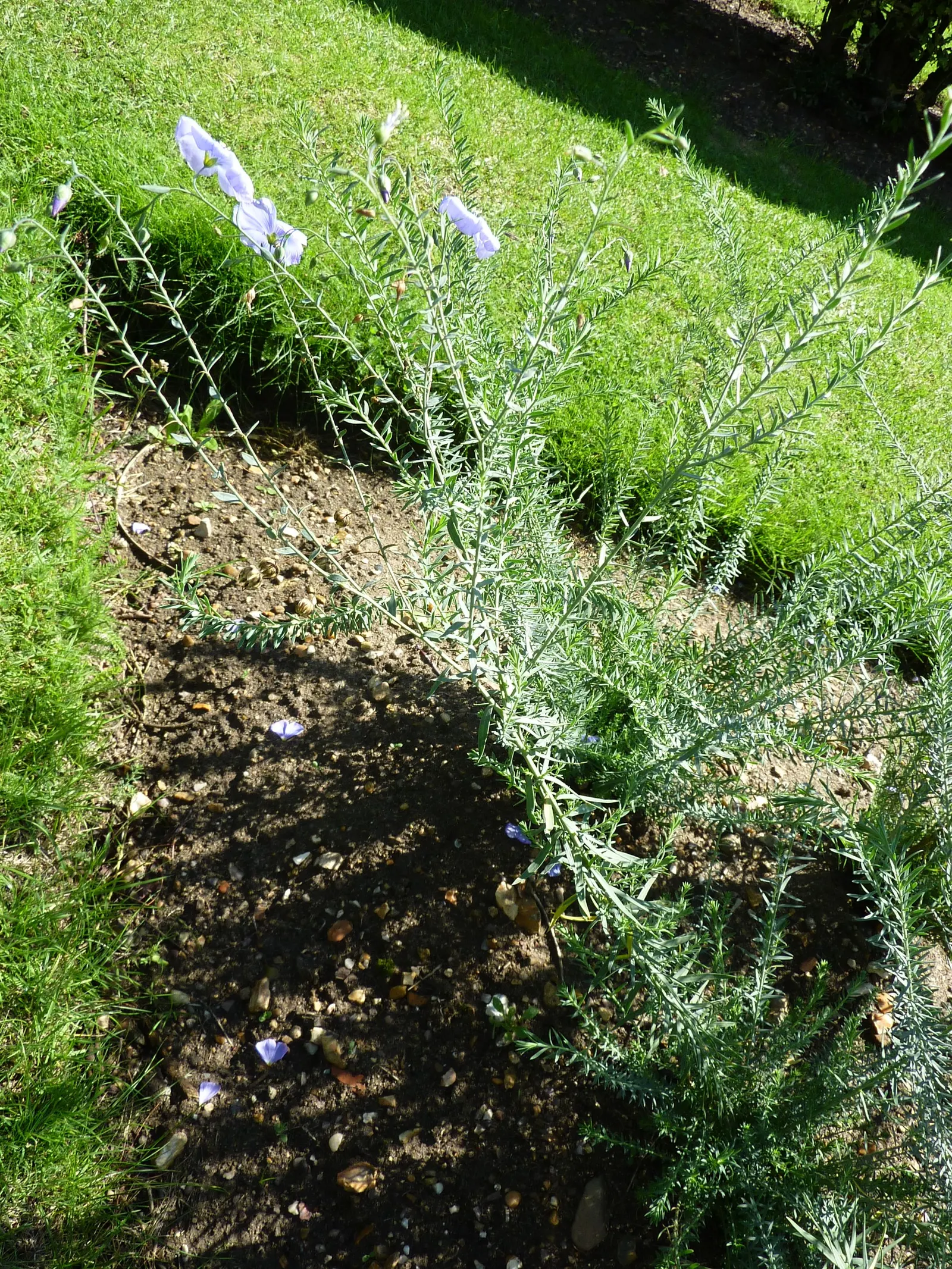 Western Blue Flax (Linum Perenne) — It's quite drought-tolerant once established