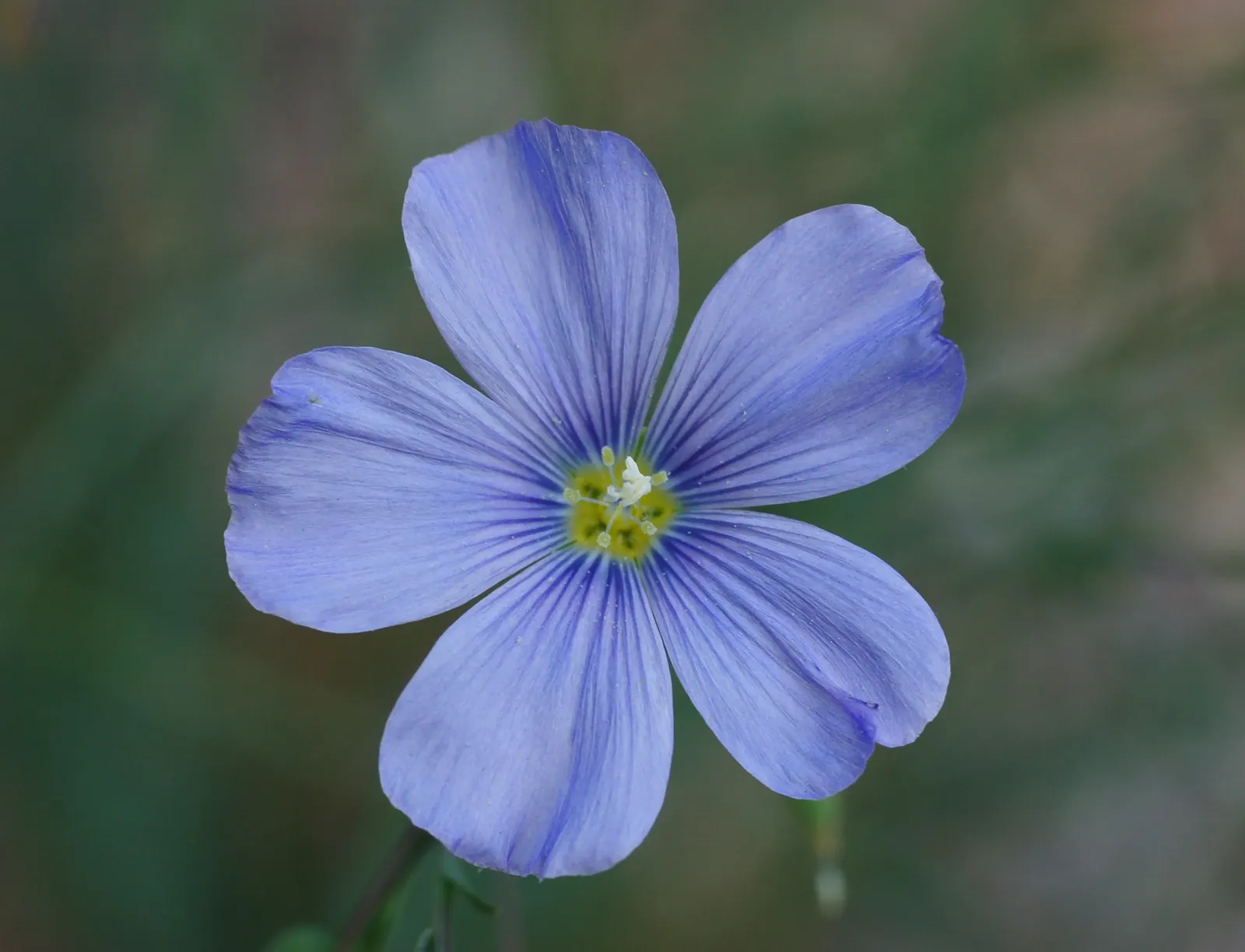 Western Blue Flax (Linum Perenne) — Linum perenne thrives in full sun exposure and prefers well-drained soil conditions; with a spacing recommendation of about