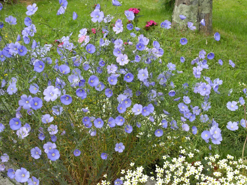 Western Blue Flax (Linum Perenne) — reaching heights of 18‚Äì24 inches