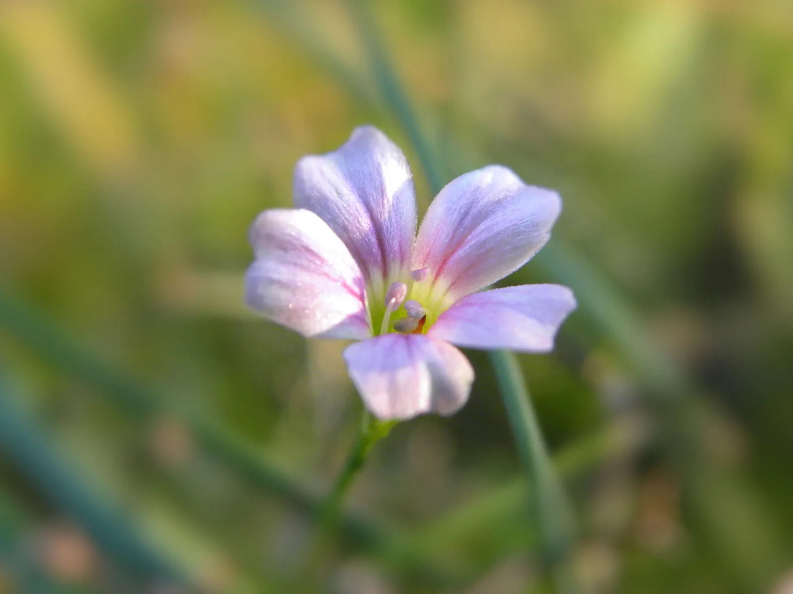 Western Blue Flax (Linum Perenne) — each flower lasts just a day; it adds a wildflower look, attracting pollinators to the landscape