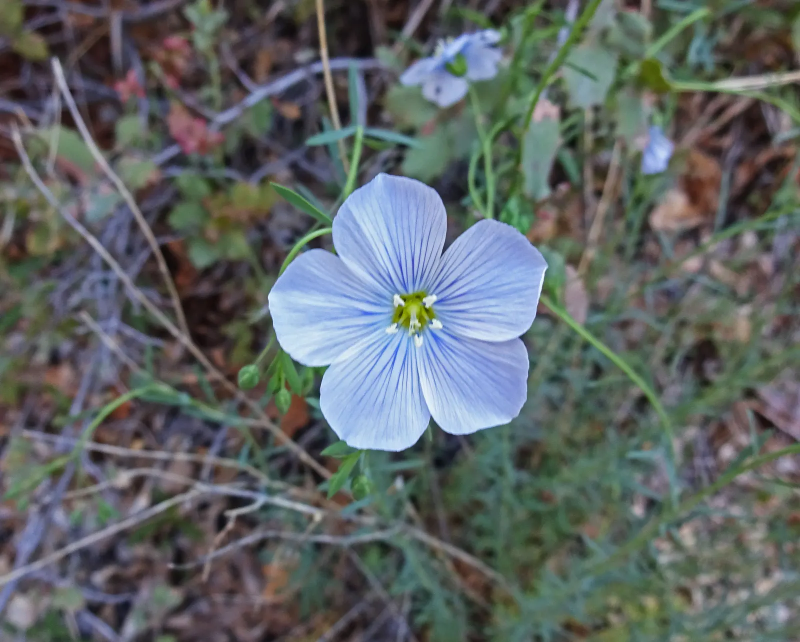 Western Blue Flax (Linum Perenne) — providing a prolonged display of color; making it an excellent choice for xeriscaping or in regions with low water