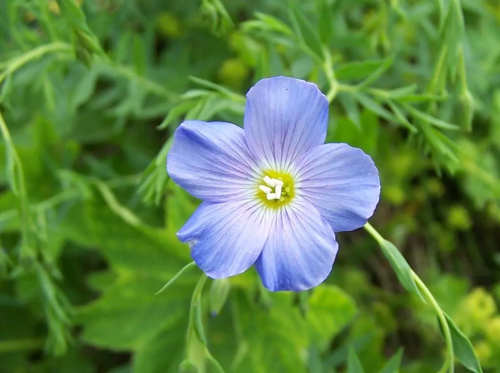 Western Blue Flax (Linum Perenne) — making it an excellent choice for xeriscaping or in regions with low water availability; is a perennial flowering plant
