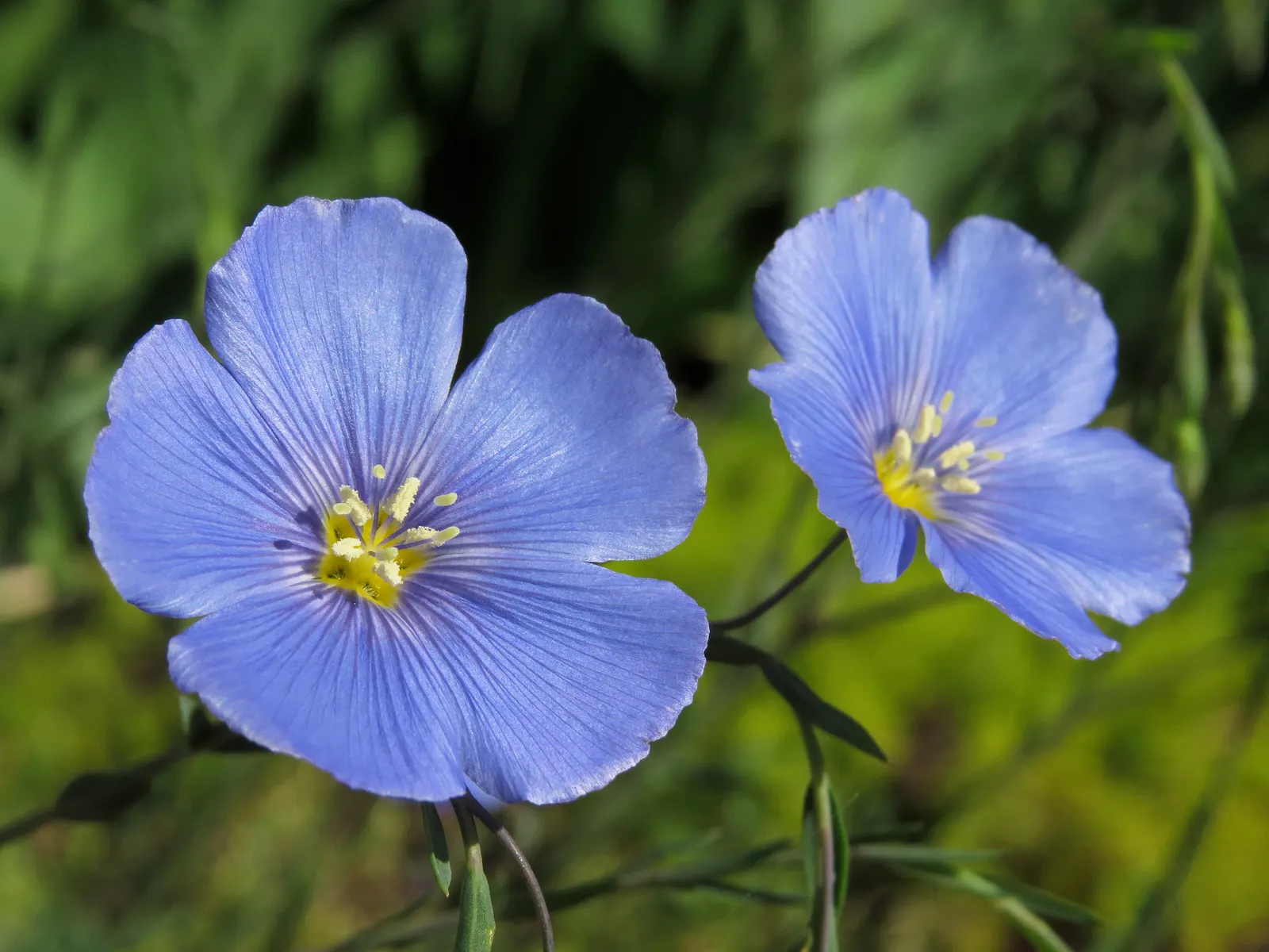 Western Blue Flax (Linum Perenne) — perennial for full