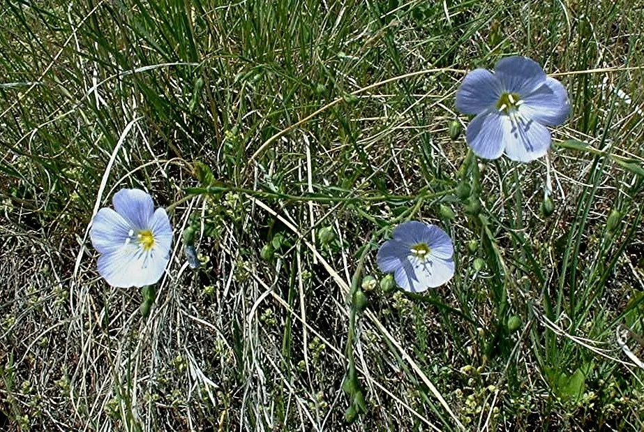 Western Blue Flax (Linum Perenne) — making it an excellent choice for xeriscaping or in regions with low water availability