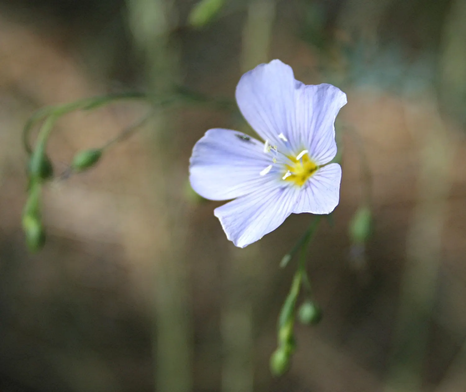 Western Blue Flax (Linum Perenne) — creating a subtle backdrop for the blooms.<br><br>Hardy in USDA zones 5 through 8